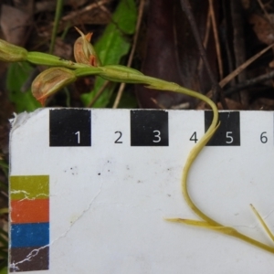 Bunochilus sp. at Paddys River, ACT - suppressed