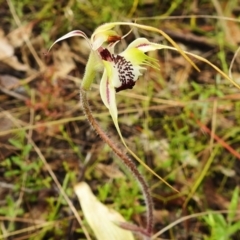 Caladenia parva (Brown-clubbed Spider Orchid) at Paddys River, ACT - 26 Oct 2022 by JohnBundock