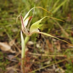 Caladenia parva at Paddys River, ACT - suppressed