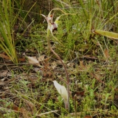 Caladenia parva at Paddys River, ACT - suppressed