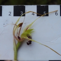 Caladenia parva at Paddys River, ACT - suppressed