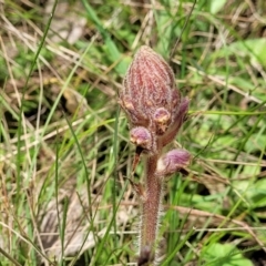 Orobanche minor (Broomrape) at Bruce, ACT - 27 Oct 2022 by trevorpreston