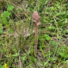 Orobanche minor at Bruce, ACT - 27 Oct 2022 12:43 PM