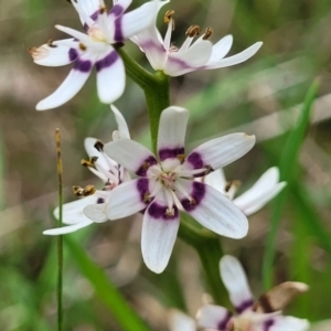 Wurmbea dioica subsp. dioica at Bruce, ACT - 27 Oct 2022