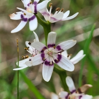 Wurmbea dioica subsp. dioica (Early Nancy) at Bruce Ridge to Gossan Hill - 27 Oct 2022 by trevorpreston