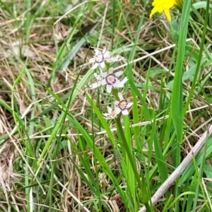 Wurmbea dioica subsp. dioica at Bruce, ACT - 27 Oct 2022