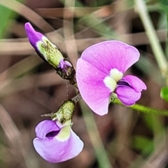 Glycine clandestina (Twining Glycine) at Bruce Ridge to Gossan Hill - 27 Oct 2022 by trevorpreston