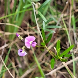 Glycine clandestina at Bruce, ACT - 27 Oct 2022