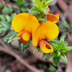 Pultenaea procumbens (Bush Pea) at Flea Bog Flat, Bruce - 27 Oct 2022 by trevorpreston