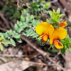 Pultenaea procumbens at Bruce, ACT - 27 Oct 2022