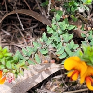 Pultenaea procumbens at Bruce, ACT - 27 Oct 2022