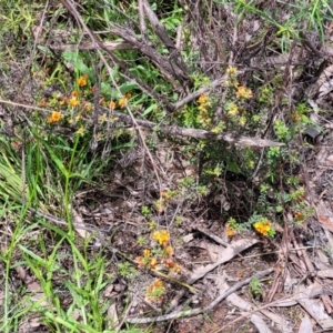 Pultenaea procumbens at Bruce, ACT - 27 Oct 2022