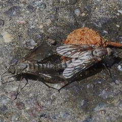 Anabarhynchus sp. (genus) (Stiletto Fly (Sub-family Therevinae)) at Paddys River, ACT - 25 Oct 2022 by JohnBundock