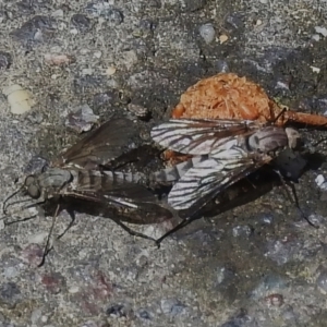 Anabarhynchus sp. (genus) at Paddys River, ACT - 25 Oct 2022