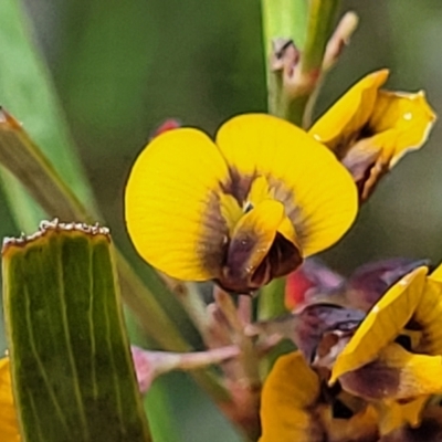 Daviesia mimosoides subsp. mimosoides at GG291 - 27 Oct 2022 by trevorpreston