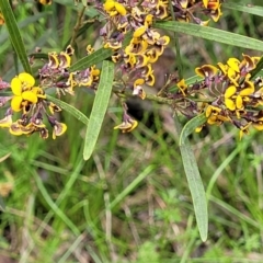 Daviesia mimosoides subsp. mimosoides at Bruce, ACT - 27 Oct 2022