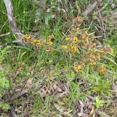 Daviesia mimosoides subsp. mimosoides at Bruce, ACT - 27 Oct 2022