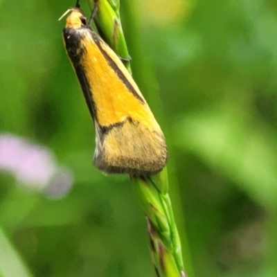 Philobota undescribed species near arabella (A concealer moth) at Bruce Ridge to Gossan Hill - 27 Oct 2022 by trevorpreston