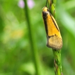 Philobota undescribed species near arabella at Bruce, ACT - 27 Oct 2022