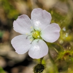 Drosera gunniana (Pale Sundew) at Bruce, ACT - 27 Oct 2022 by trevorpreston