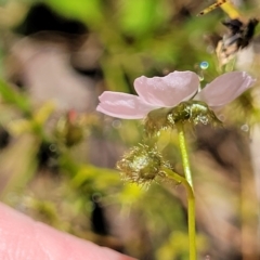 Drosera gunniana at Bruce, ACT - 27 Oct 2022