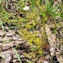 Drosera gunniana at Bruce, ACT - 27 Oct 2022