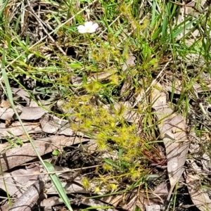 Drosera gunniana at Bruce, ACT - 27 Oct 2022