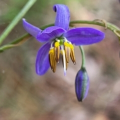 Dianella revoluta var. revoluta (Black-Anther Flax Lily) at Flea Bog Flat, Bruce - 27 Oct 2022 by trevorpreston