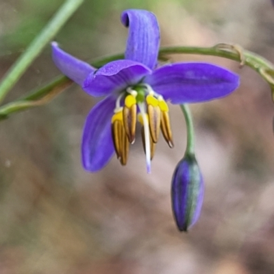 Dianella revoluta var. revoluta (Black-Anther Flax Lily) at Bruce Ridge to Gossan Hill - 27 Oct 2022 by trevorpreston