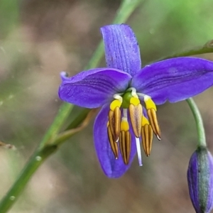 Dianella revoluta var. revoluta at Bruce, ACT - 27 Oct 2022