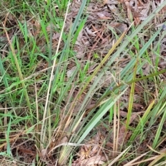 Dianella revoluta var. revoluta at Bruce, ACT - 27 Oct 2022