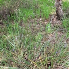 Dianella revoluta var. revoluta at Bruce, ACT - 27 Oct 2022 12:36 PM