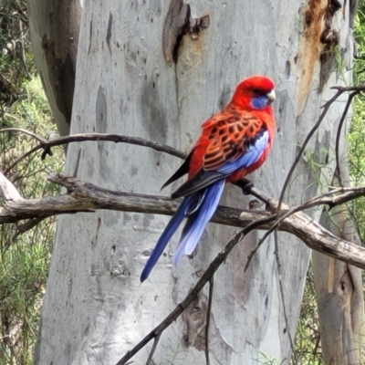 Platycercus elegans (Crimson Rosella) at Flea Bog Flat, Bruce - 27 Oct 2022 by trevorpreston