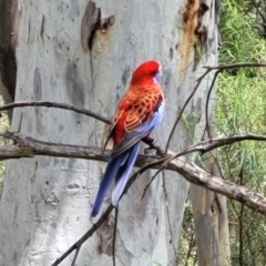 Platycercus elegans at Bruce, ACT - 27 Oct 2022 12:34 PM