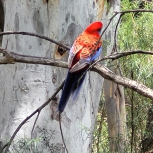 Platycercus elegans at Bruce, ACT - 27 Oct 2022 12:34 PM