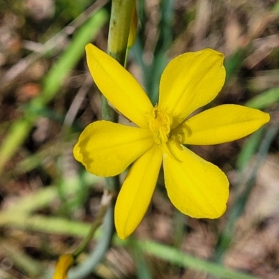 Bulbine bulbosa (Golden Lily) at Bruce, ACT - 27 Oct 2022 by trevorpreston