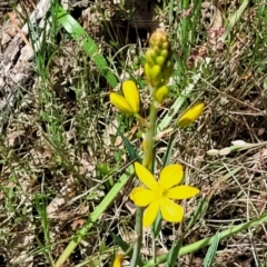 Bulbine bulbosa at Bruce, ACT - 27 Oct 2022 12:33 PM