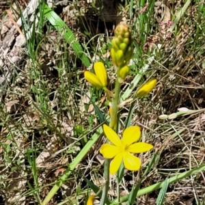 Bulbine bulbosa at Bruce, ACT - 27 Oct 2022 12:33 PM