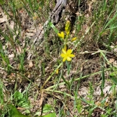 Bulbine bulbosa at Bruce, ACT - 27 Oct 2022 12:33 PM