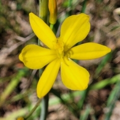 Bulbine bulbosa at Bruce, ACT - 27 Oct 2022 12:33 PM