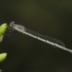 Austrolestes leda (Wandering Ringtail) at Paddys River, ACT - 25 Oct 2022 by JohnBundock