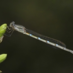 Austrolestes leda at Paddys River, ACT - 25 Oct 2022 11:26 AM