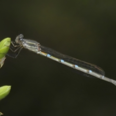 Austrolestes leda (Wandering Ringtail) at Paddys River, ACT - 25 Oct 2022 by JohnBundock