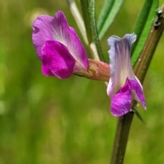 Vicia sativa (Common Vetch) at Flea Bog Flat, Bruce - 27 Oct 2022 by trevorpreston