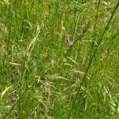 Vicia sativa at Bruce, ACT - 27 Oct 2022