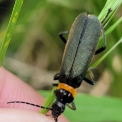 Chauliognathus lugubris (Plague Soldier Beetle) at Flea Bog Flat, Bruce - 27 Oct 2022 by trevorpreston