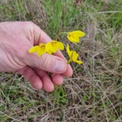 Diuris amabilis at Lade Vale, NSW - suppressed