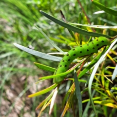 Capusa (genus) at Watson, ACT - 27 Oct 2022