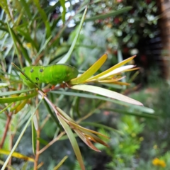 Capusa (genus) at Watson, ACT - 27 Oct 2022