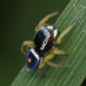 Maratus hesperus at Murrumbateman, NSW - 27 Oct 2022 04:54 PM